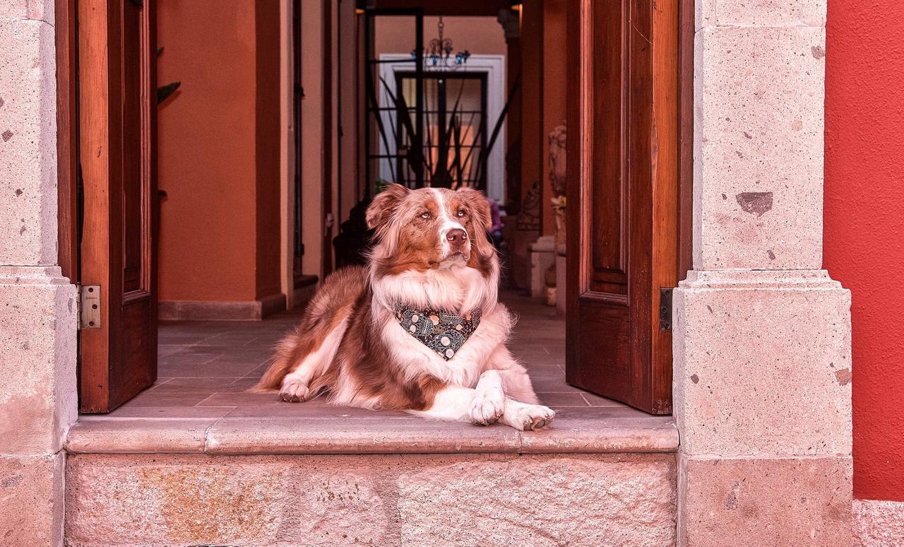 Artesana Luxury Villa San Miguel de Allende Exteriör bild